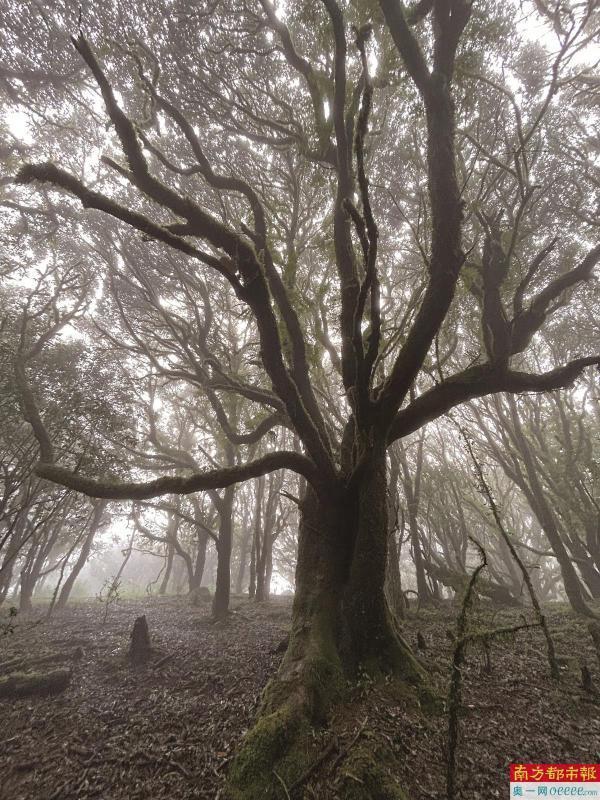 星欧平台注册:哀牢山是“中国的百慕大”?迷雾来临向导也不敢轻易开车